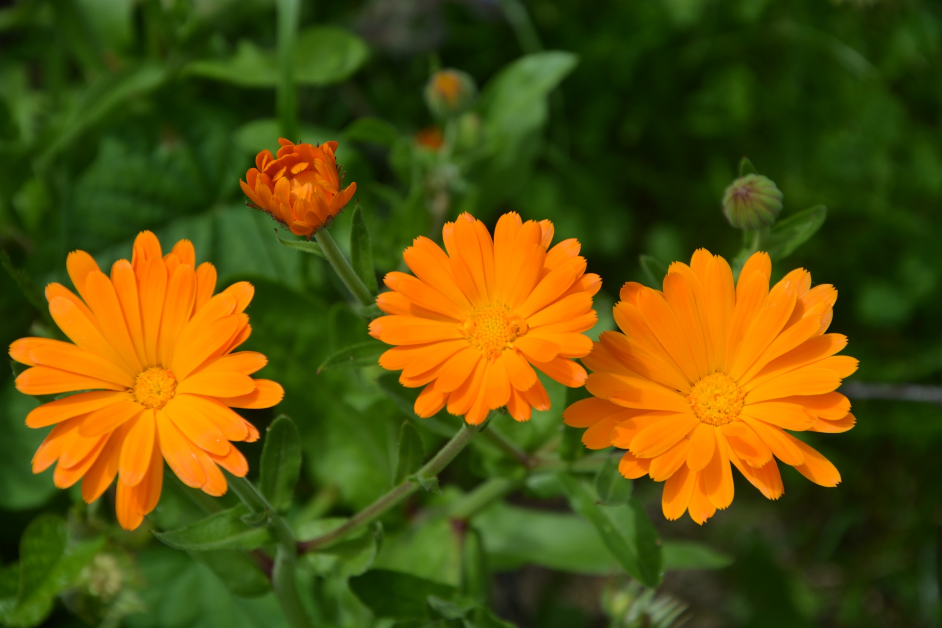 Gėlės,  Sodintuvas,  Oranžinė,  Gana & Nbsp,  Augalai,  Gražus,  Gėlės,  Sodintuvas,  Oranžinė, Nemokamos Nuotraukos