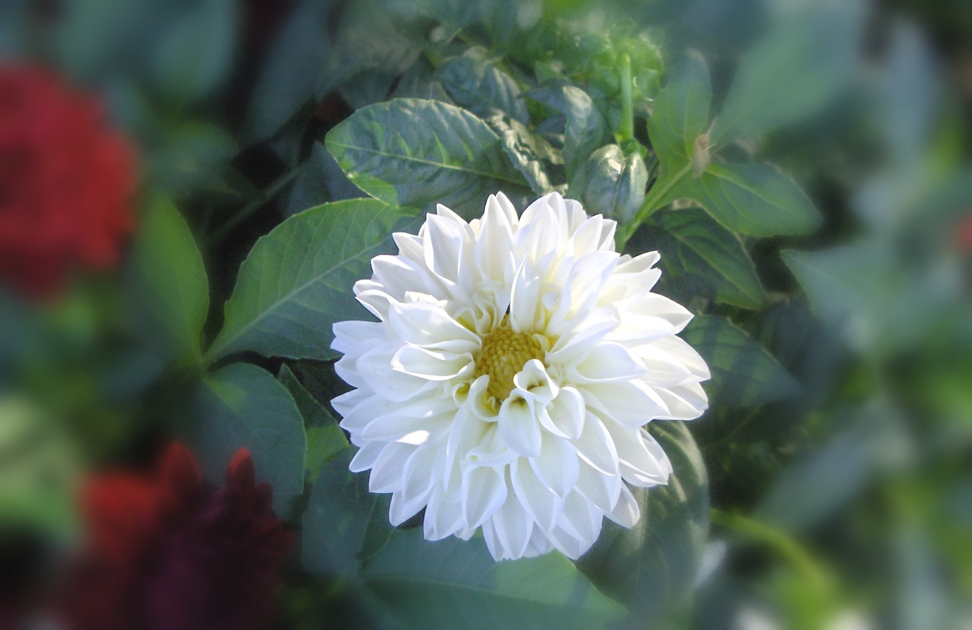Gėlė,  Balta,  Gėlės Violetinės Petūnijos, Nemokamos Nuotraukos,  Nemokama Licenzija