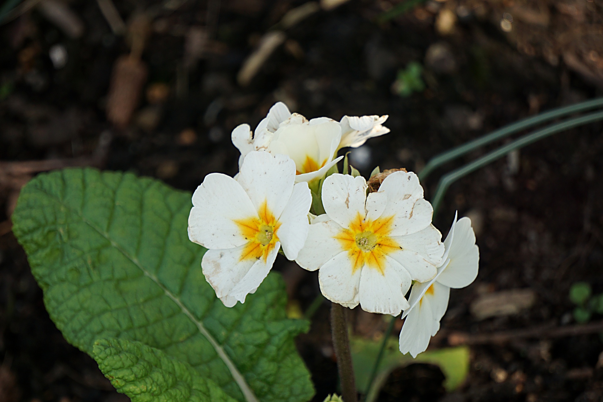 Primrosės,  Flora,  Žydėti,  Botanikos,  Sodas,  Balta & Nbsp,  Gėlės,  Žiedlapiai,  Primrose Gėlės, Nemokamos Nuotraukos