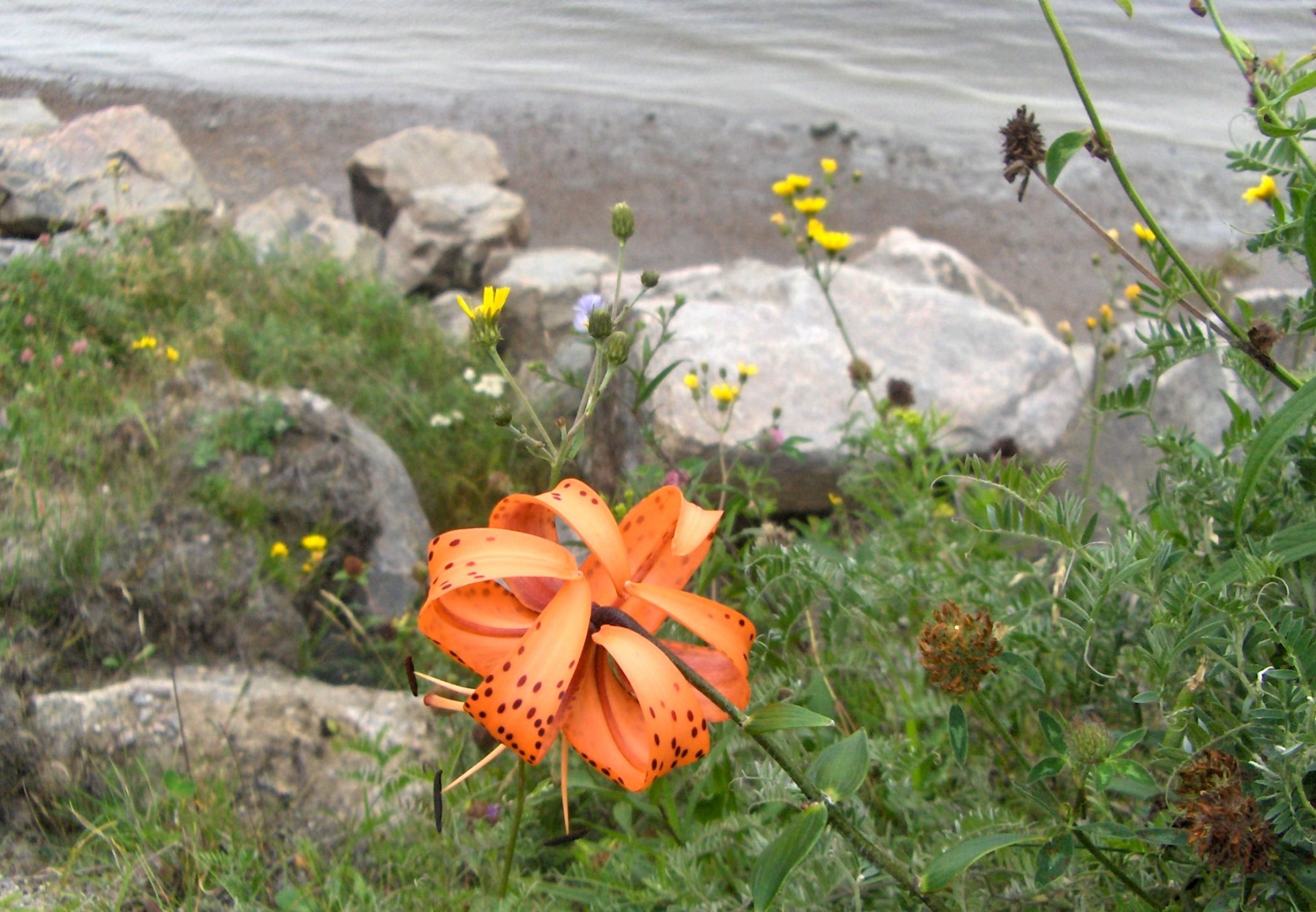 Gėlė,  Oranžinė,  Laukinės Vasaros Spalvos (1), Nemokamos Nuotraukos,  Nemokama Licenzija