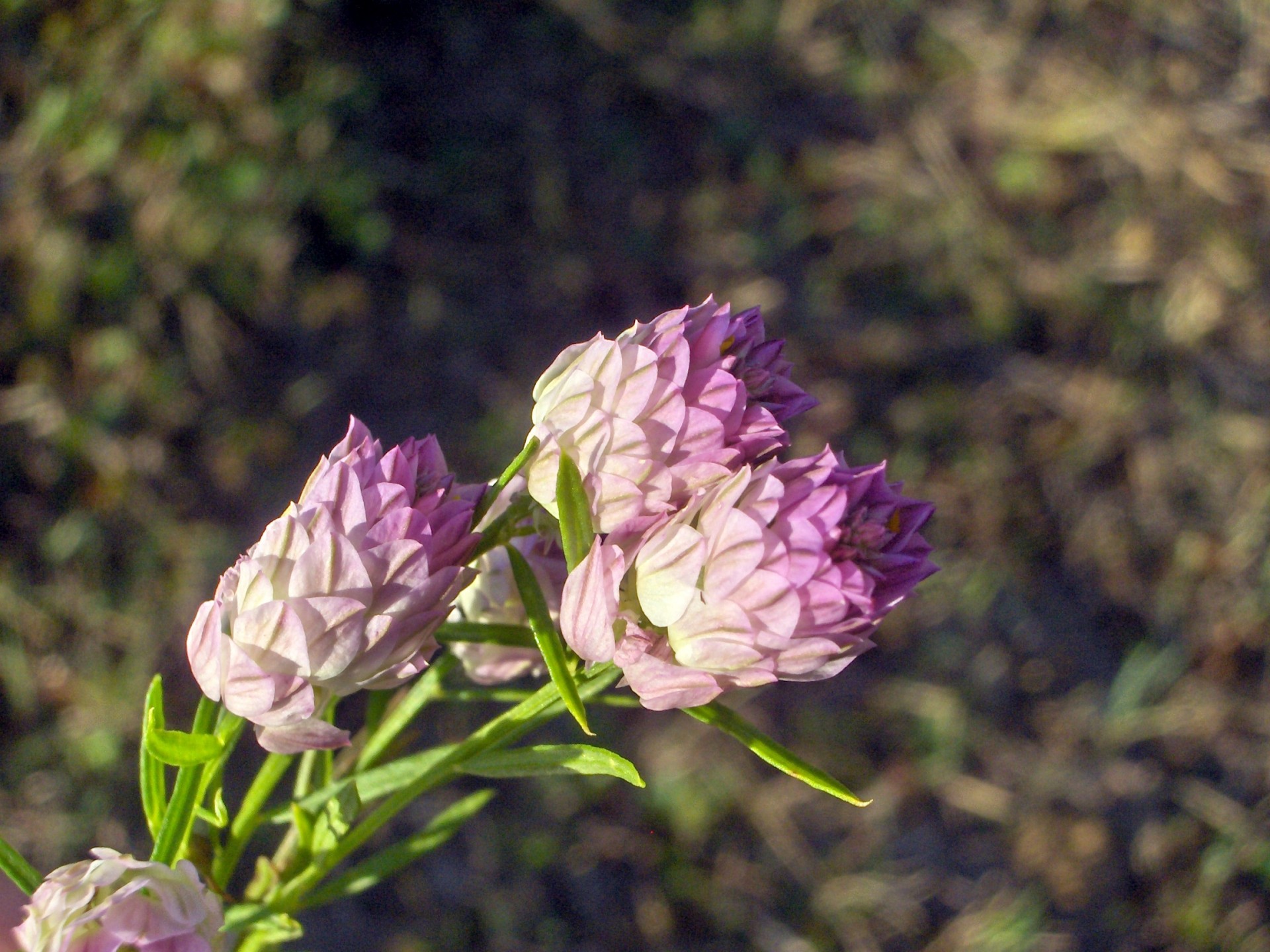 Gėlės,  Violetinė,  Lapija,  Laukiniai Gėlių (14), Nemokamos Nuotraukos,  Nemokama Licenzija