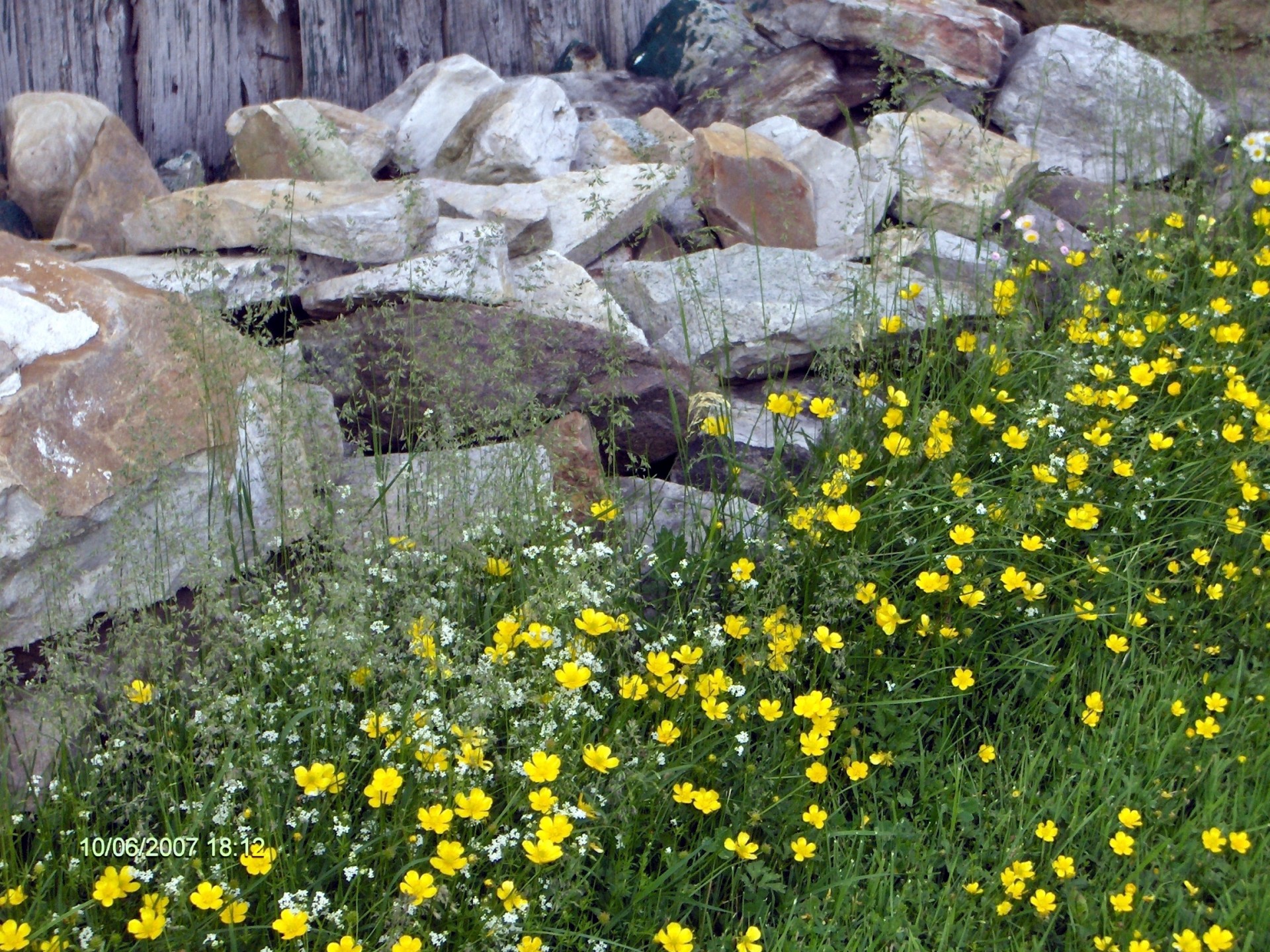 Gėlės,  Geltona,  Lapija,  Akmuo,  Buttercups,  Laukiniai Gėlių (7), Nemokamos Nuotraukos,  Nemokama Licenzija