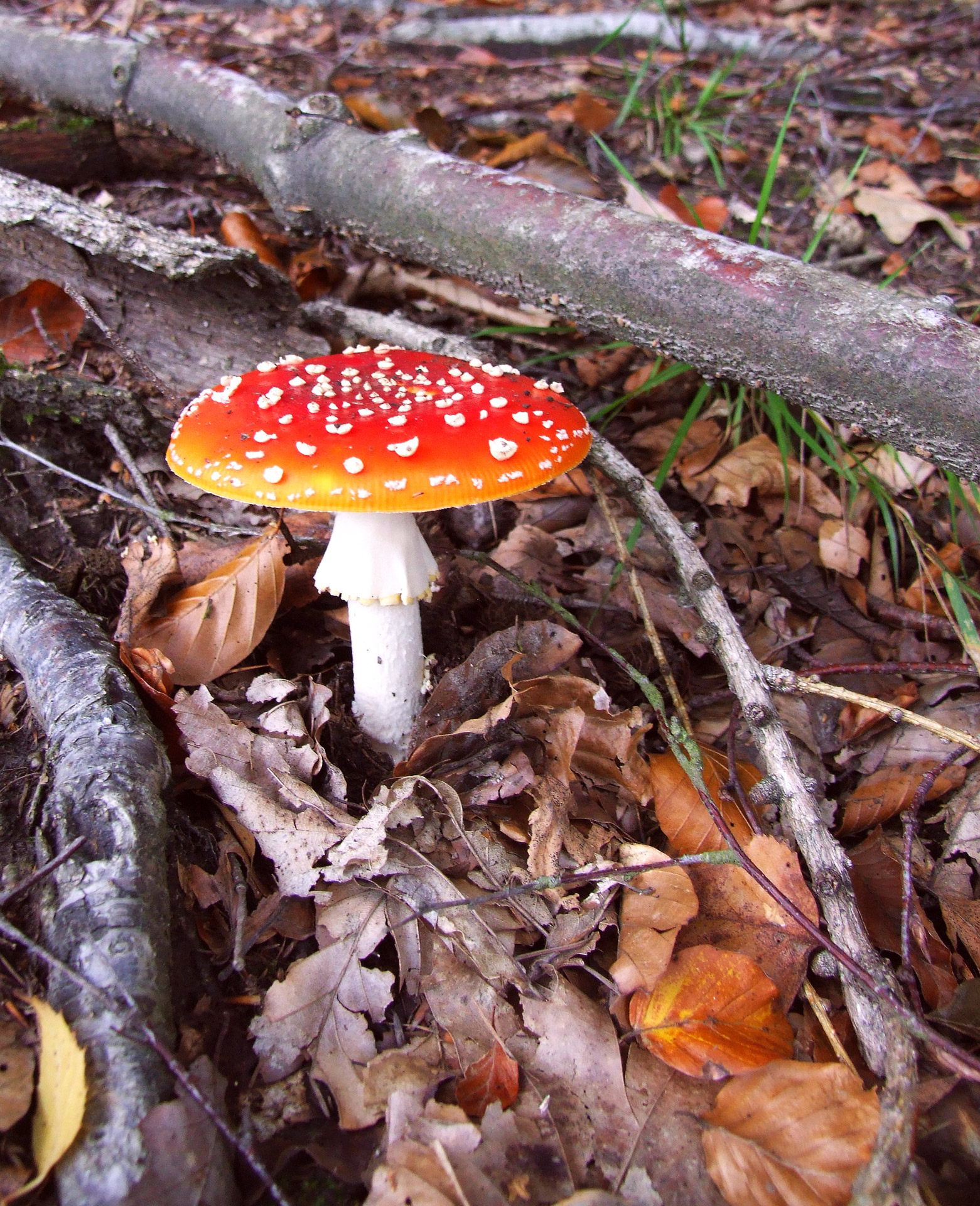 Grybai,  Spygliuočių & Nbsp,  Miškas,  Lapuočių & Nbsp,  Miškas,  Ruduo,  Miško Dirvožemis,  Lapai,  Amanita & Nbsp,  Muscaria