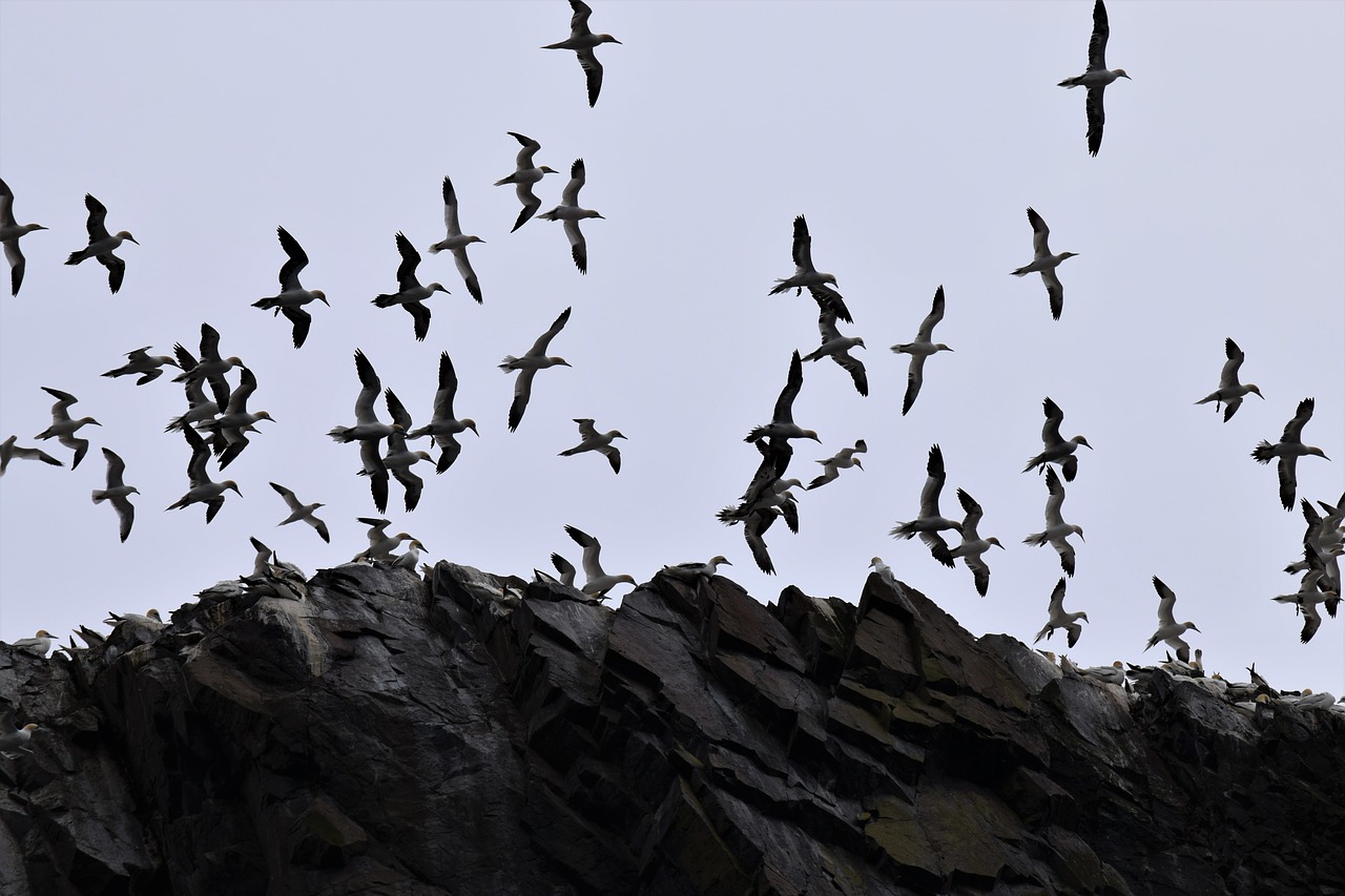 Skrydis, Didėjantis, Gannets, Jūros Paukštis, Kolonija, Paukštis, Pirmyn, Firth, Berwick, Uk