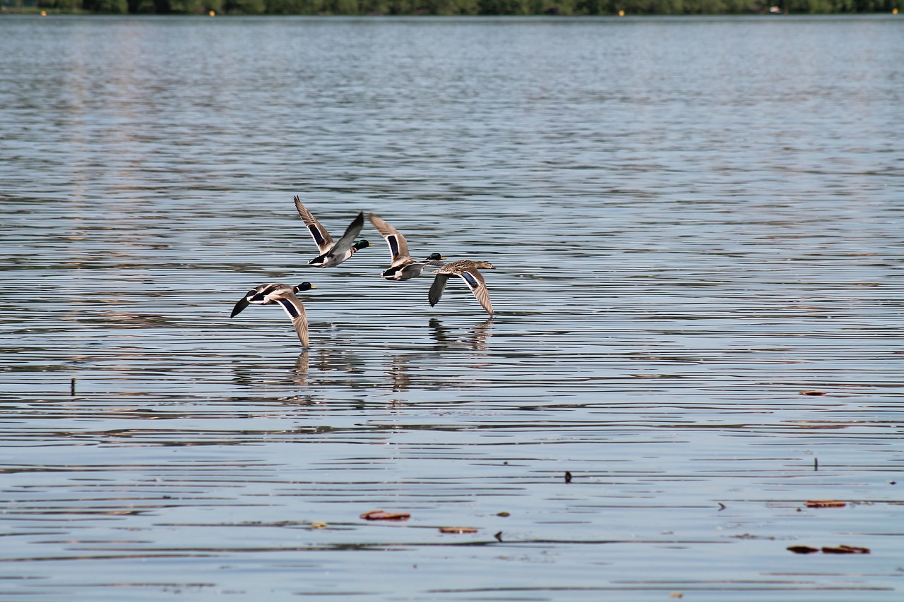 Skrydis, Ežeras, Paukščiai, Dangaus Vanduo, Italy, Skristi, Gyvūnai, Nemokamos Nuotraukos,  Nemokama Licenzija