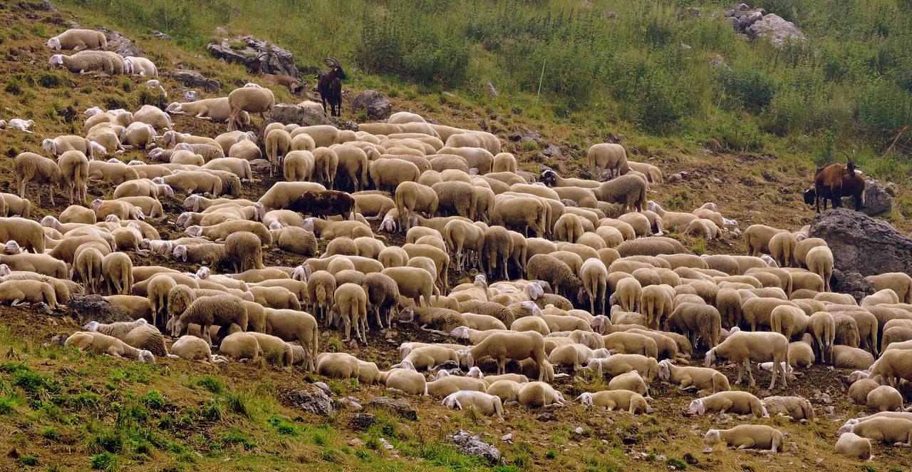 Flock, Avys, Capra, Gyvūnas, Žalias, Prato, Žolė, Nemokamos Nuotraukos,  Nemokama Licenzija