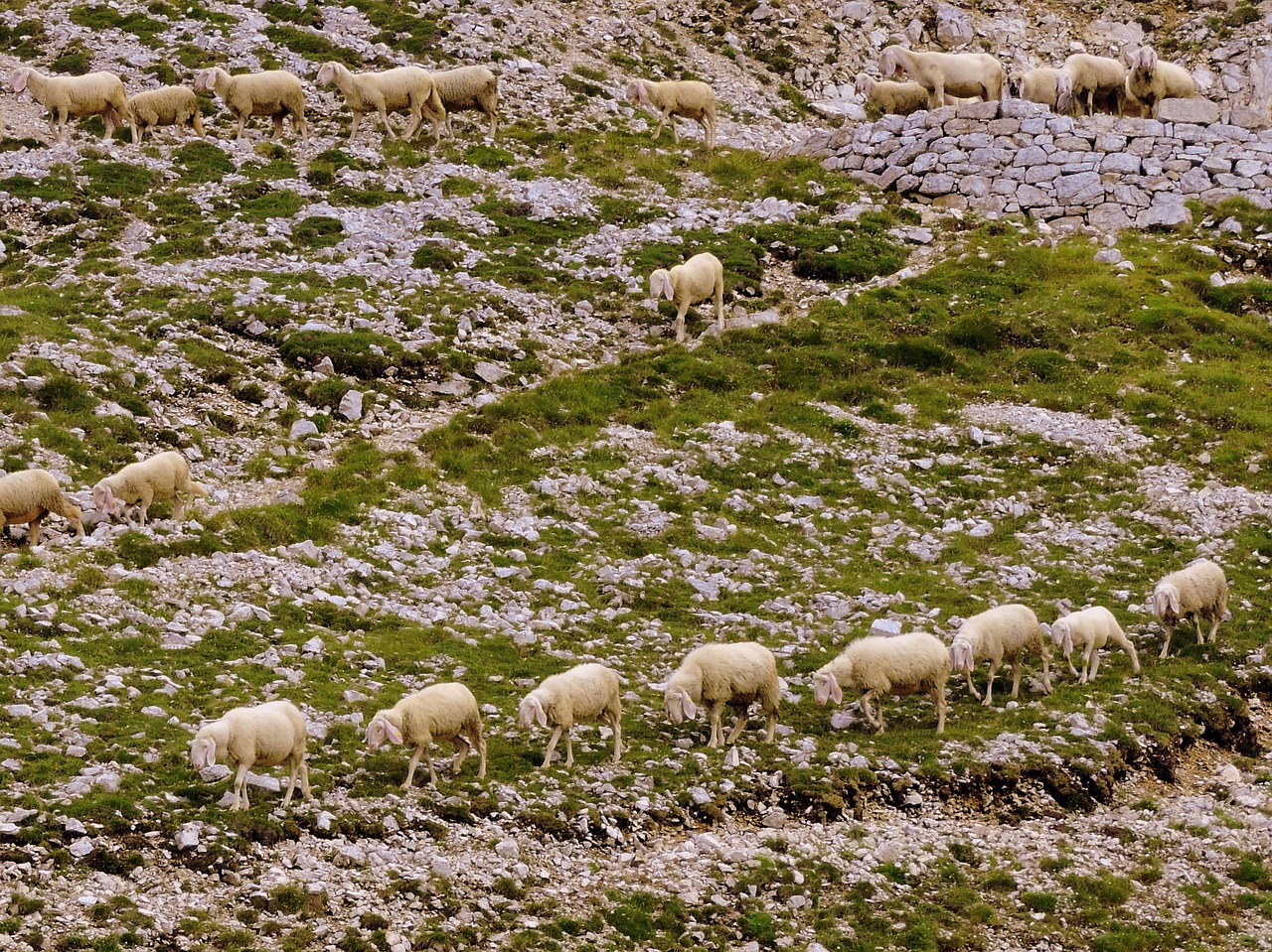 Flock, Eilutė, Žolė, Gyvūnas, Avys, Nemokamos Nuotraukos,  Nemokama Licenzija