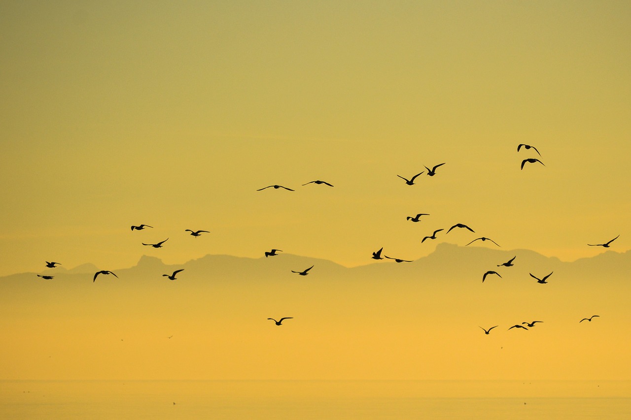 Flock, Paukščiai, Kajakas, Grupė, Gamta, Dangus, Saulėlydis, Paukščių Pulkai, Aukso Saulėlydžio, Siluetas