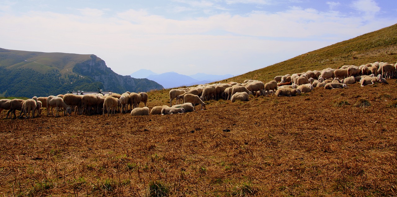 Flock, Kalnas, Avys, Prato, Gyvūnas, Žolė, Gyvūnų Pasaulis, Nemokamos Nuotraukos,  Nemokama Licenzija