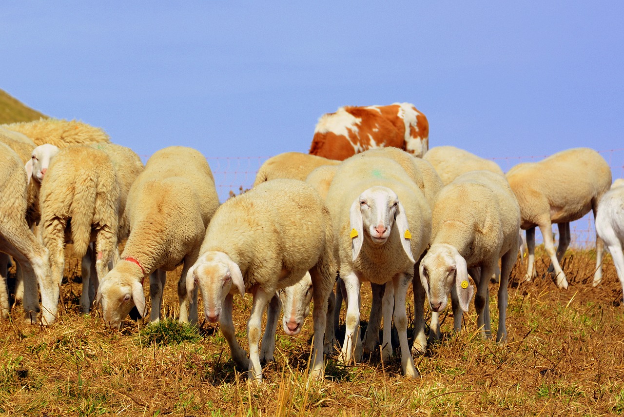 Flock, Kalnas, Avys, Prato, Gyvūnas, Žolė, Gyvūnų Pasaulis, Nemokamos Nuotraukos,  Nemokama Licenzija