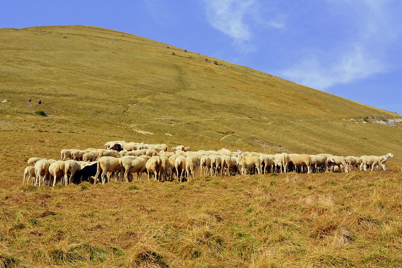 Flock, Kalnas, Avys, Prato, Gyvūnas, Žolė, Gyvūnų Pasaulis, Nemokamos Nuotraukos,  Nemokama Licenzija