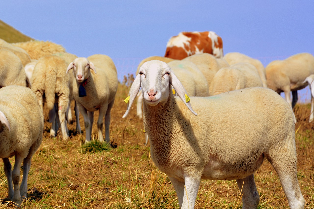 Flock, Kalnas, Avys, Prato, Gyvūnas, Žolė, Gyvūnų Pasaulis, Nemokamos Nuotraukos,  Nemokama Licenzija