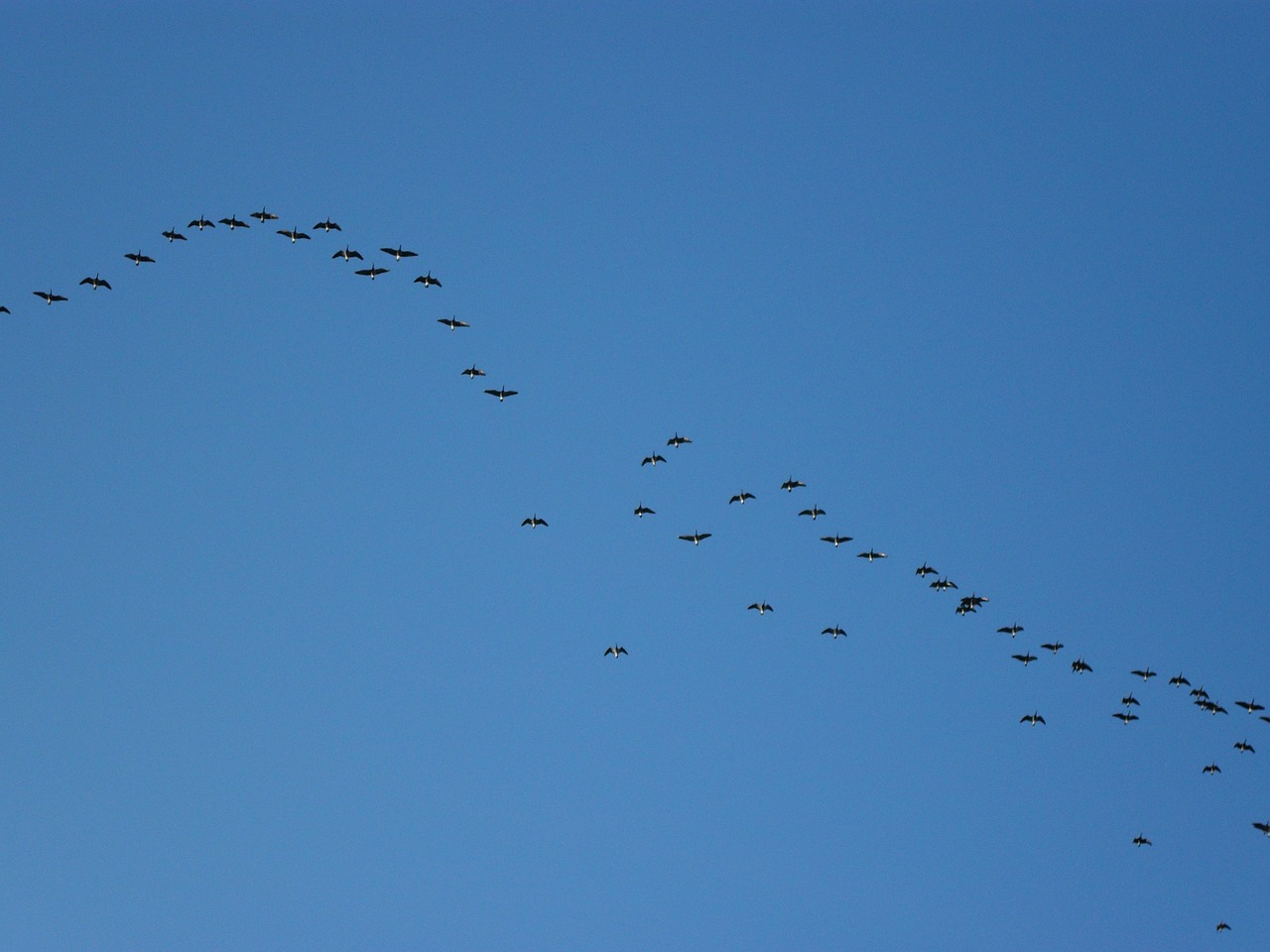 Flock, Flocking, Žąsys, Migruoti, Skrydis, Dangus, Paukščiai, Sparnai, Paukščiai, Lauke