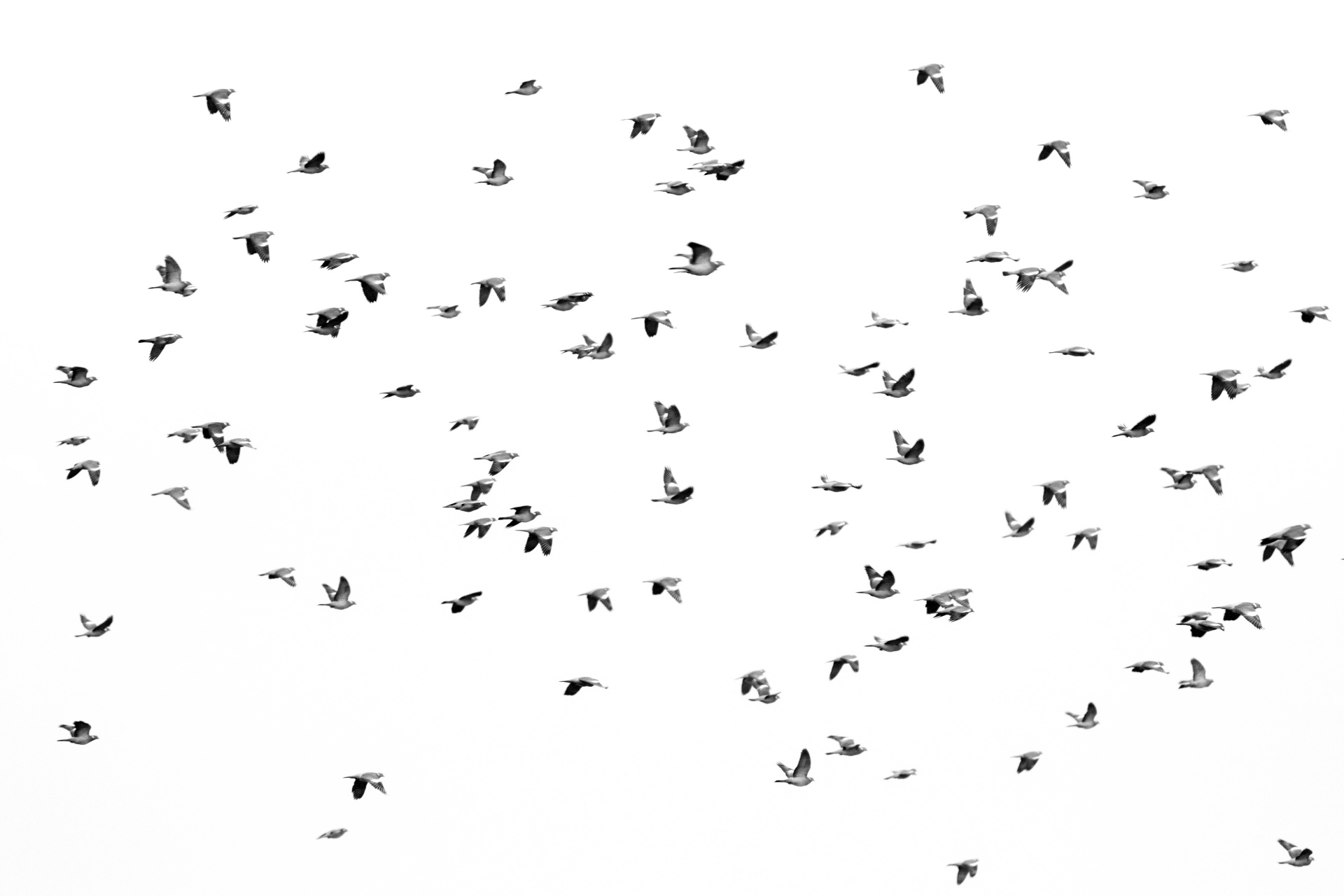 Flock & Nbsp,  Paukščiai,  Paukštis,  Iškirpti & Nbsp,  Iš,  Balandis,  Skraidantis,  Bandas,  Dove & Nbsp,  - & Nbsp