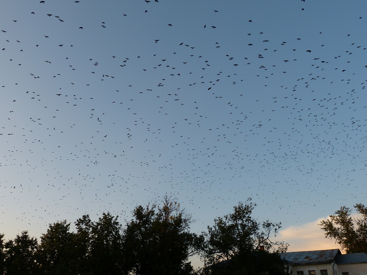 Paukščių Pulkai, Paukščiai, Skristi, Rusija, Суздаль, Dangus, Mėlynas, Gyvūnas, Swarm, Skrydis