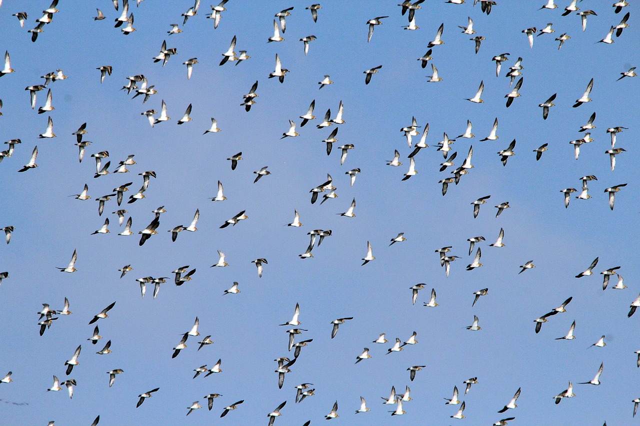 Paukščių Pulkai, Žąsys, Migruojantys Paukščiai, Swarm, Laukiniai Žąsys, Skristi, Paukščiai, Vandens Paukštis, Laukiniai Žąsys, Nemokamos Nuotraukos