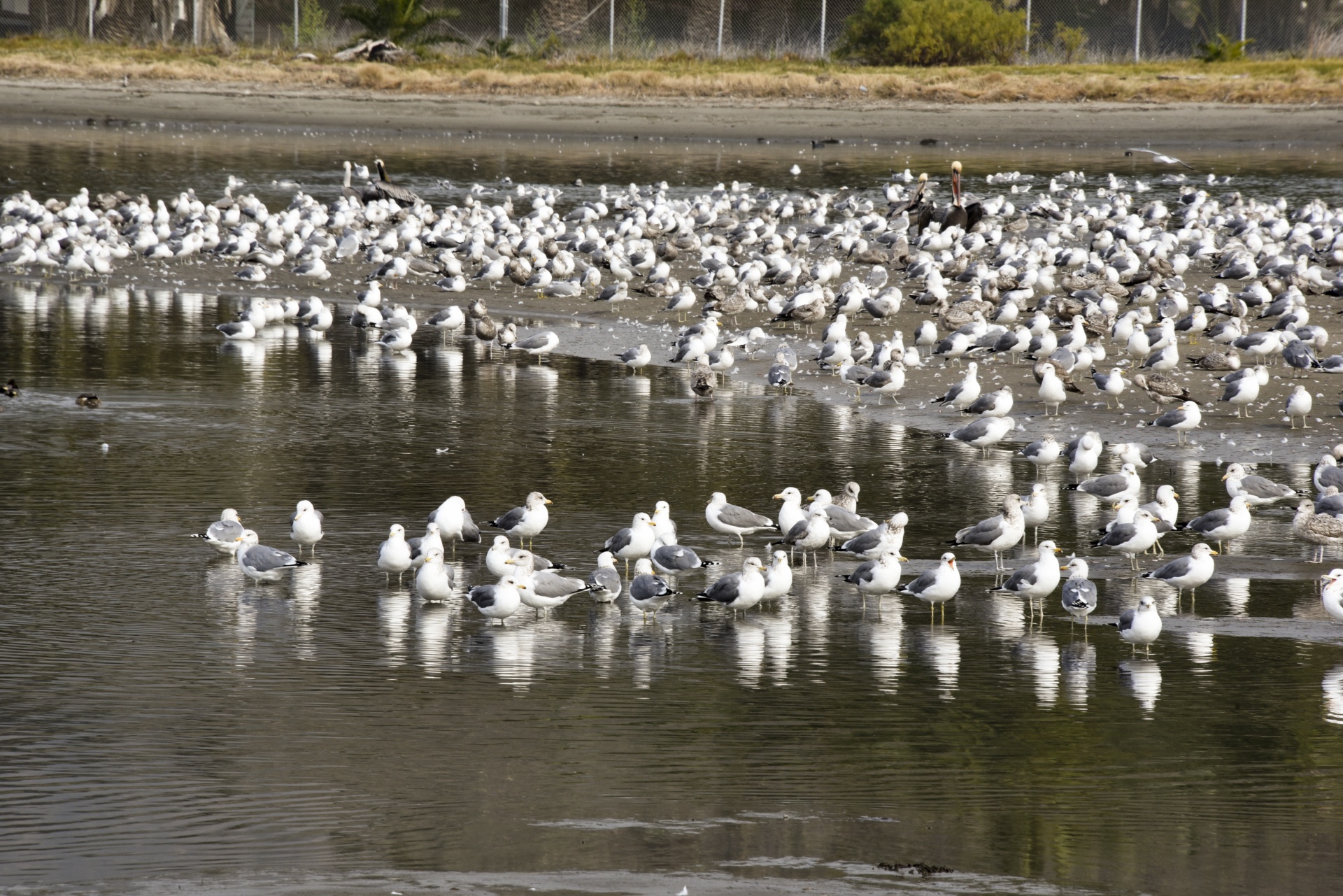 Žuvėdros,  Papludimys,  Flock,  Vaizdingas,  Paukščių Seklių, Nemokamos Nuotraukos,  Nemokama Licenzija