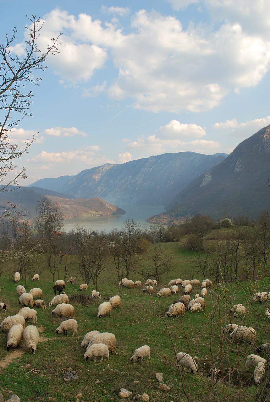 Avių Pulkas, Avių Bandas, Kraštovaizdis, Bosnija, Avys, Drina, Nemokamos Nuotraukos,  Nemokama Licenzija