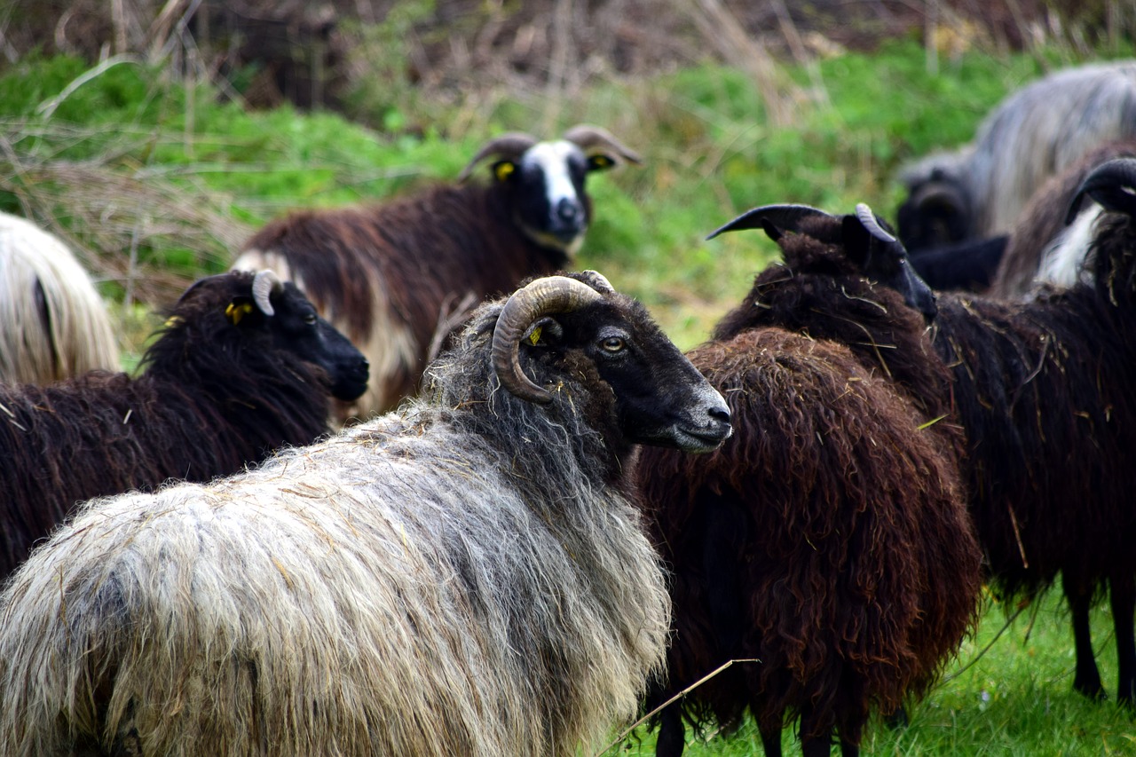 Avių Pulkas, Avys, Ganykla, Flock, Gyvūnai, Pieva, Vilnos, Gamta, Žemdirbystė, Avių Vilnos