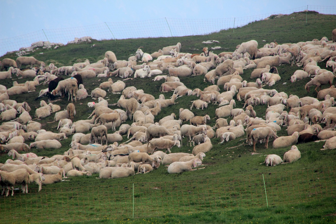 Avių Pulkas, Avys, Pieva, Ganykla, Flock, Gyvūnai, Schäfchen, Kraštovaizdis, Avių Vilnos, Nemokamos Nuotraukos