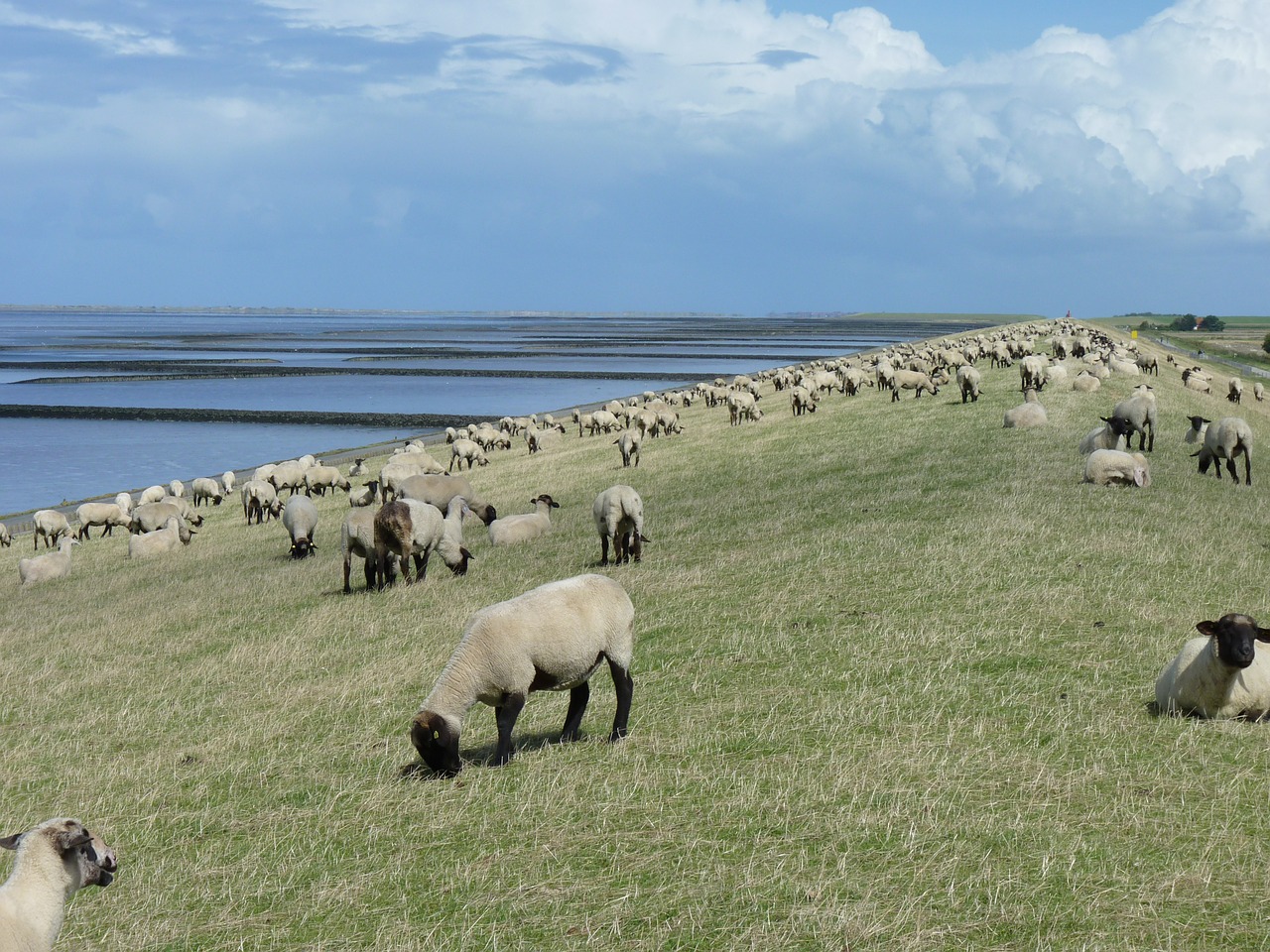 Avių Pulkas, Dike, Rytinė Frisia, Avys, Wadden Jūra, Flock, Nemokamos Nuotraukos,  Nemokama Licenzija