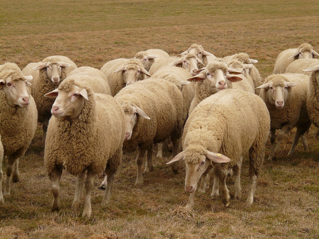 Avių Pulkas, Avys, Flock, Bandos Gyvūnas, Ganykla, Gyvūnai, Avių Vilnos, Vilnos, Žemdirbystė, Nemokamos Nuotraukos