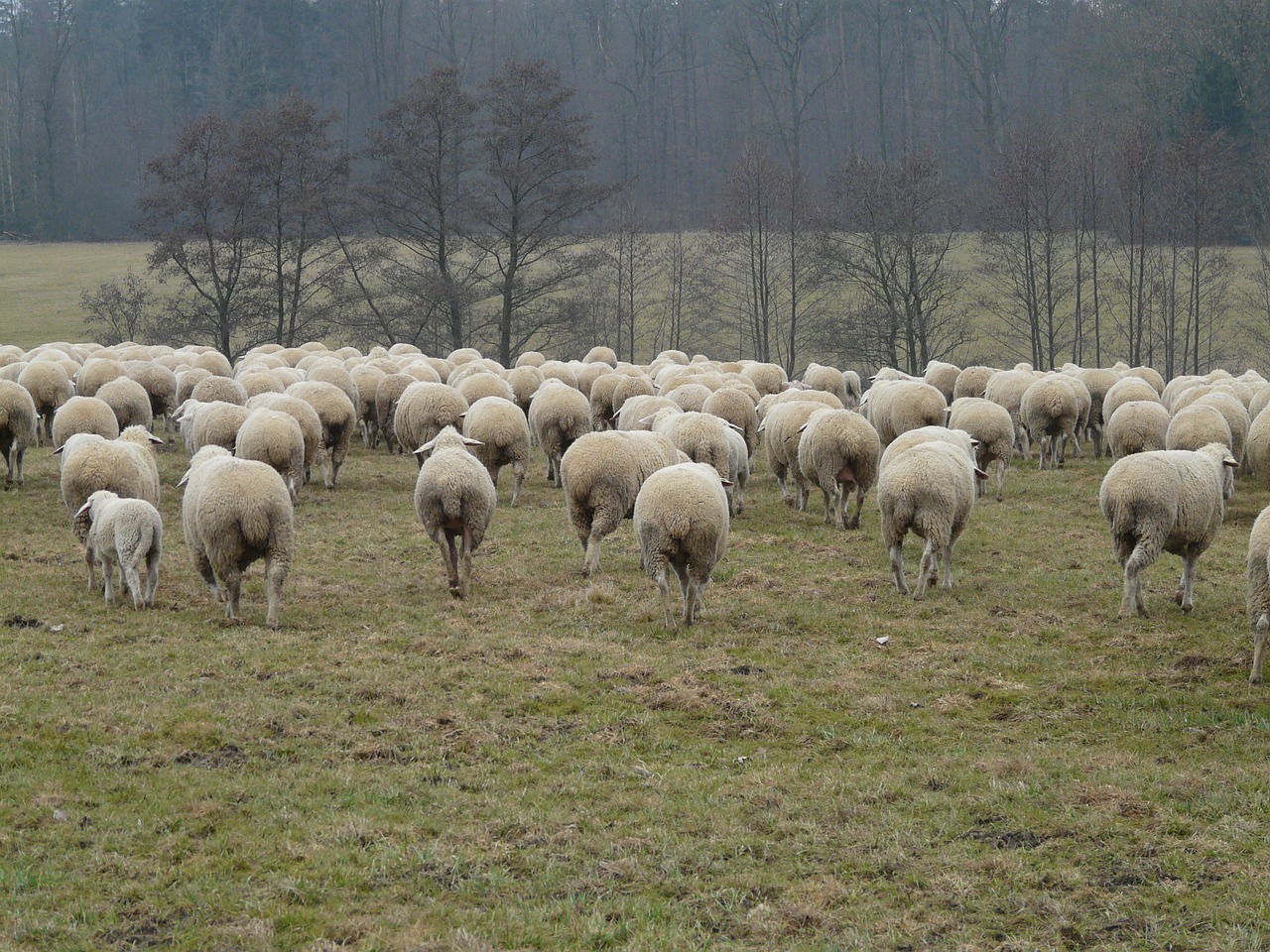 Avių Pulkas, Avys, Flock, Bandos Gyvūnas, Ganykla, Gyvūnai, Avių Vilnos, Vilnos, Žemdirbystė, Nemokamos Nuotraukos