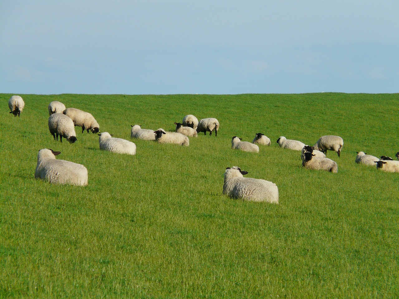 Avių Pulkas, Grupė, Poilsis, Rūpestis, Avys, Ganyti, Vilnos, Rhon Avys, Dike, Pieva