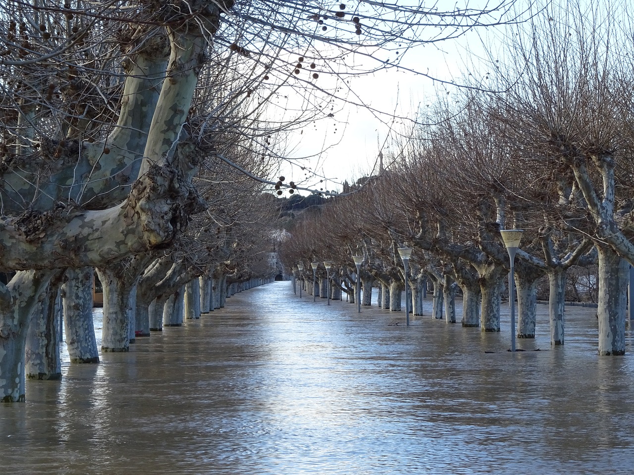 Potvynių,  Vaikščioti,  Vandens,  Ebro,  Užaugę, Nemokamos Nuotraukos,  Nemokama Licenzija