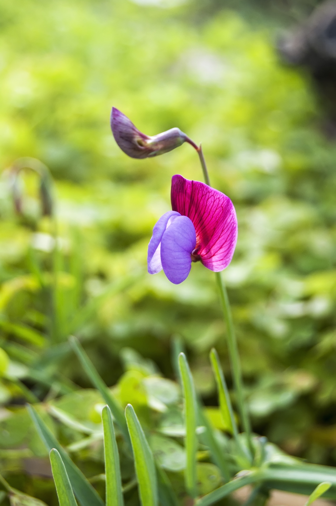 Gamta,  Wildflower,  Pavasaris,  Augalas,  Gėlė, Nemokamos Nuotraukos,  Nemokama Licenzija