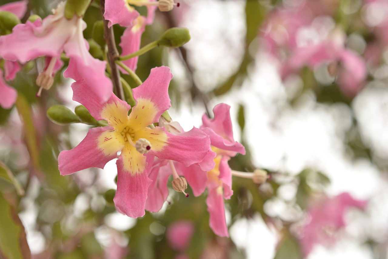 Floras, Daugelis, Paineira, Nemokamos Nuotraukos,  Nemokama Licenzija