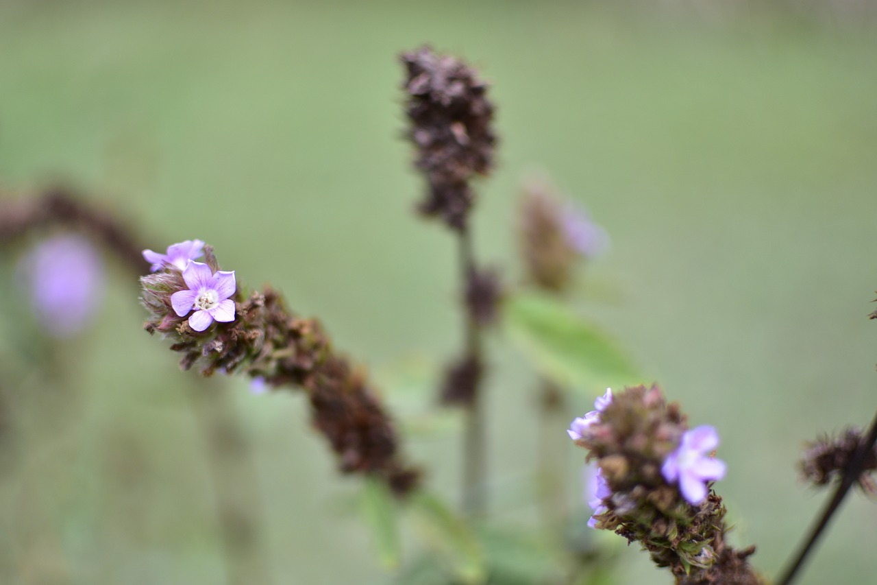 Floras, Daugelis, Paineira, Nemokamos Nuotraukos,  Nemokama Licenzija