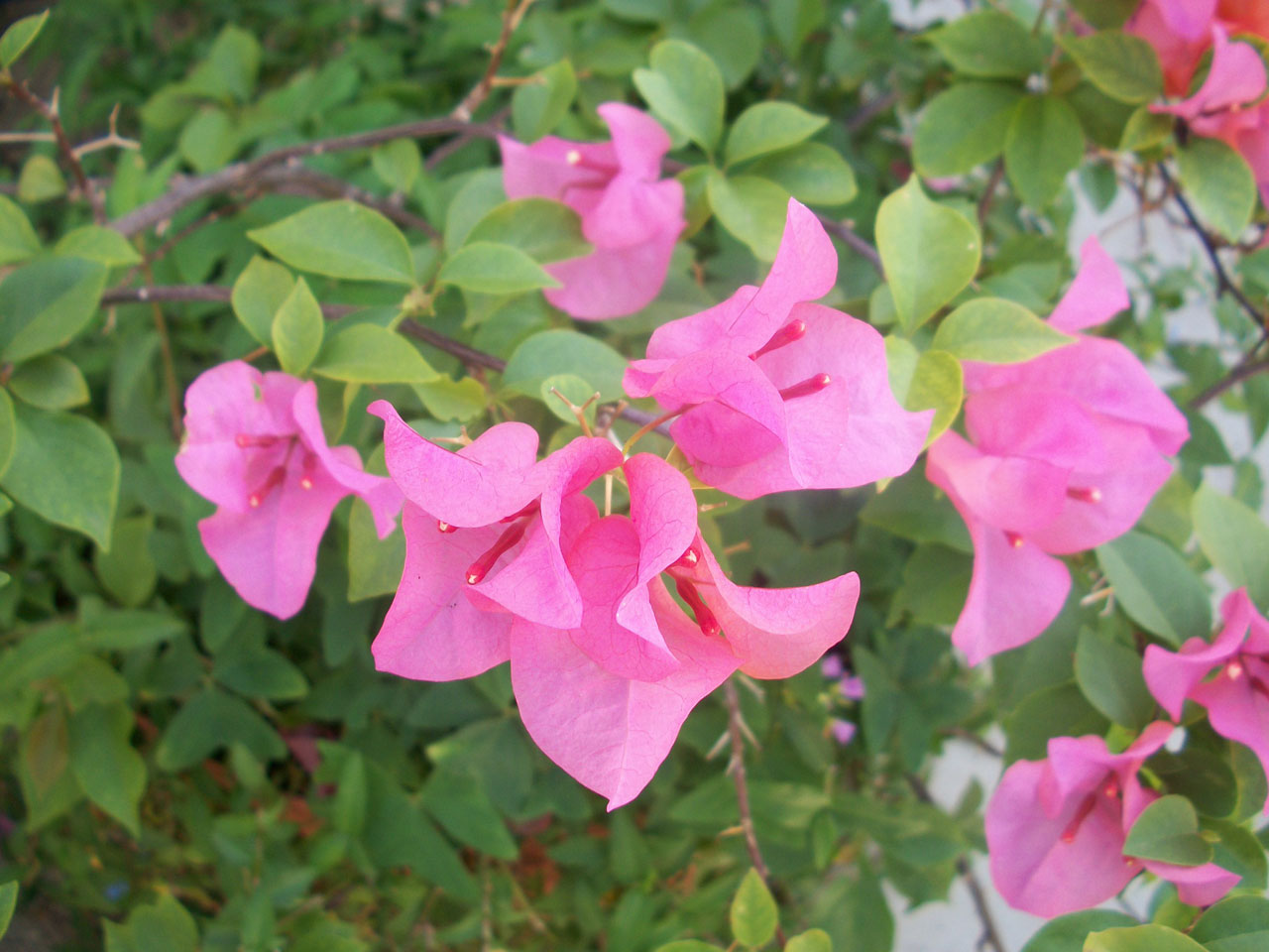 Gėlė,  Gėlės,  Alyva,  Levanda,  Bugenvilija,  Vynmedis,  Gražus,  Bougainvillea Gėlė, Nemokamos Nuotraukos,  Nemokama Licenzija