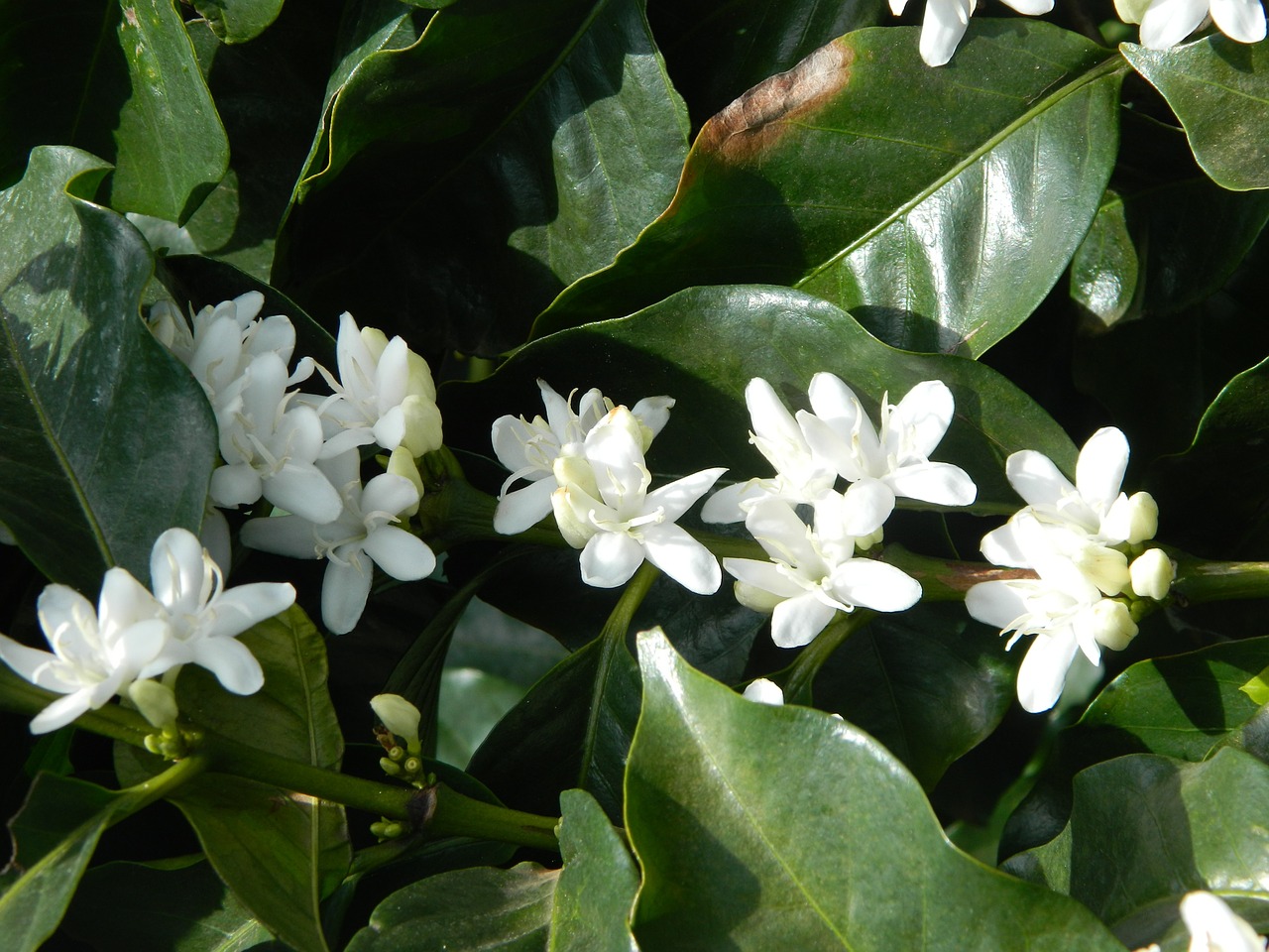 Flor De Café, Kraštovaizdis, Žydi, Lauko Gėlės, Gamta, Balta Gėlė, Gėlės, Roca, Ūkis, Augalas