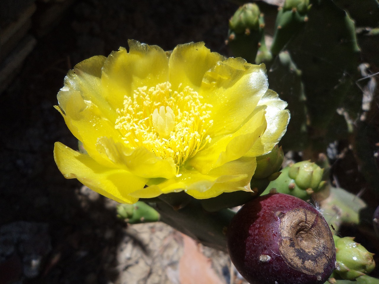 Flor De Chumbo, Geltona Gėlė, Nemokamos Nuotraukos,  Nemokama Licenzija