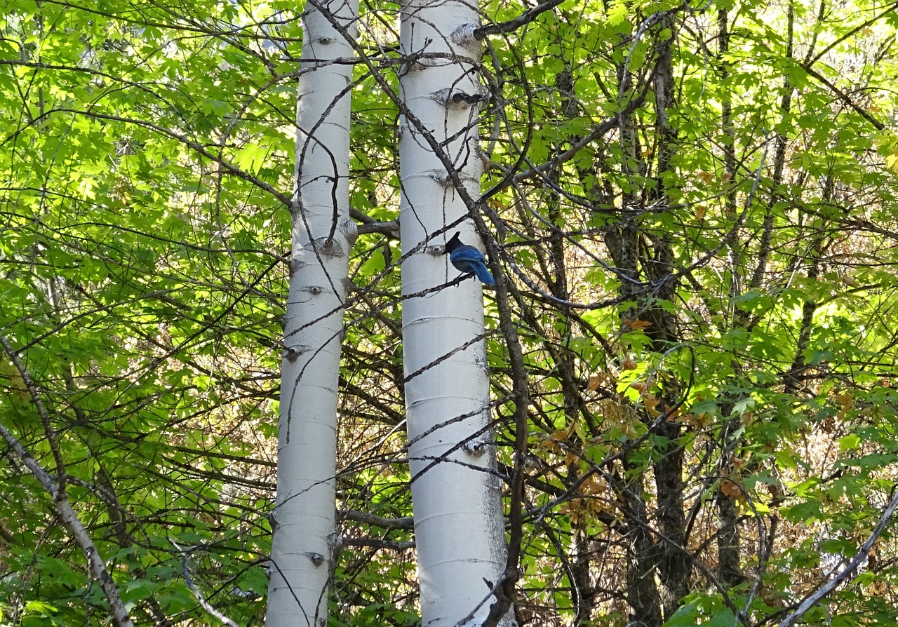 Flora, Medis, Bagažinė, Balta, Augmenija, Josemitas, Nacionalinis Parkas, Jay, Paukštis, Žvaigždžių Jay