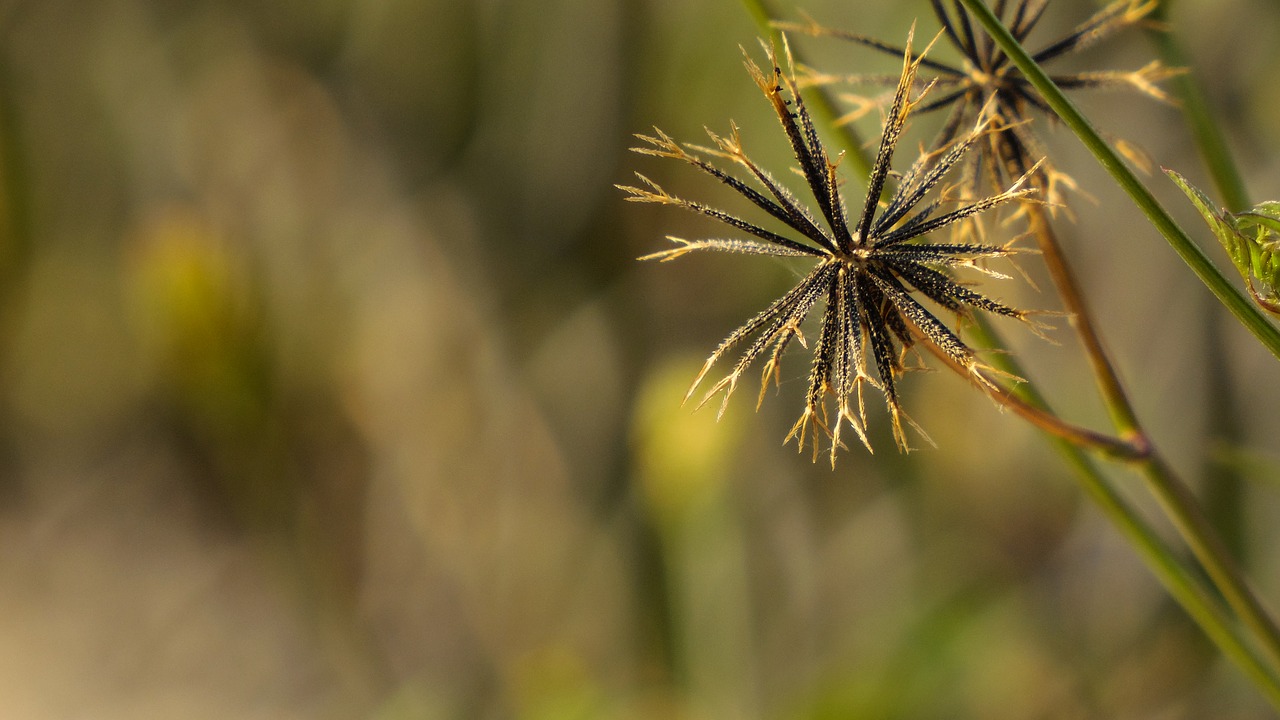 Flora, Natūra, Grožis, Gamta, Žolė, Sausas, Augalas, Nemokamos Nuotraukos,  Nemokama Licenzija