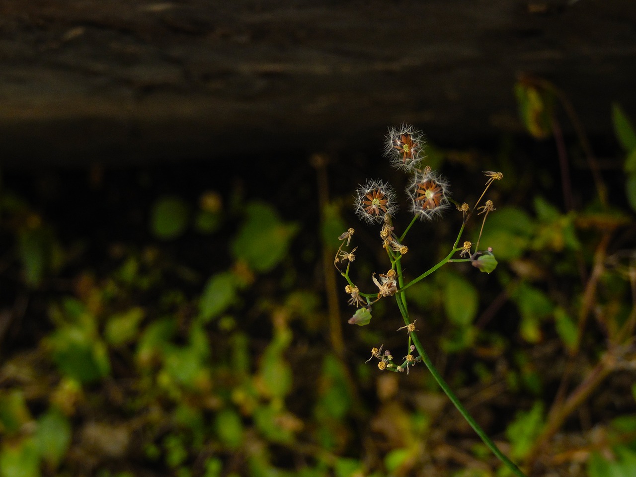 Flora, Natūra, Grožis, Gamta, Nemokamos Nuotraukos,  Nemokama Licenzija