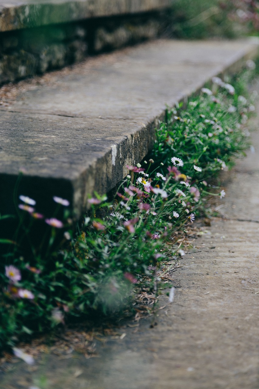 Flora, Gėlės, Žolė, Žemė, Lauke, Laiptai, Akmuo, Nemokamos Nuotraukos,  Nemokama Licenzija