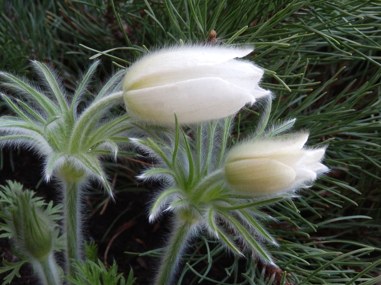 Flora, Gėlės, Pavasaris, Gamta, Aksominės Gėlės, Sasanki, Sodas, Delikatesas, Iš Arti, Balta Sasanka