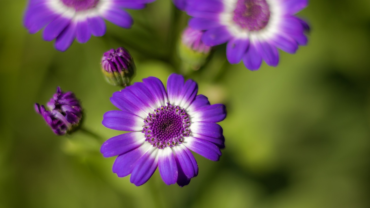 Flora, Gėlė, Violetinė, Gamta, Pavasaris, Purpurinės Gėlės, Purpurinė Gėlė, Sodas, Vasara, Žydėti