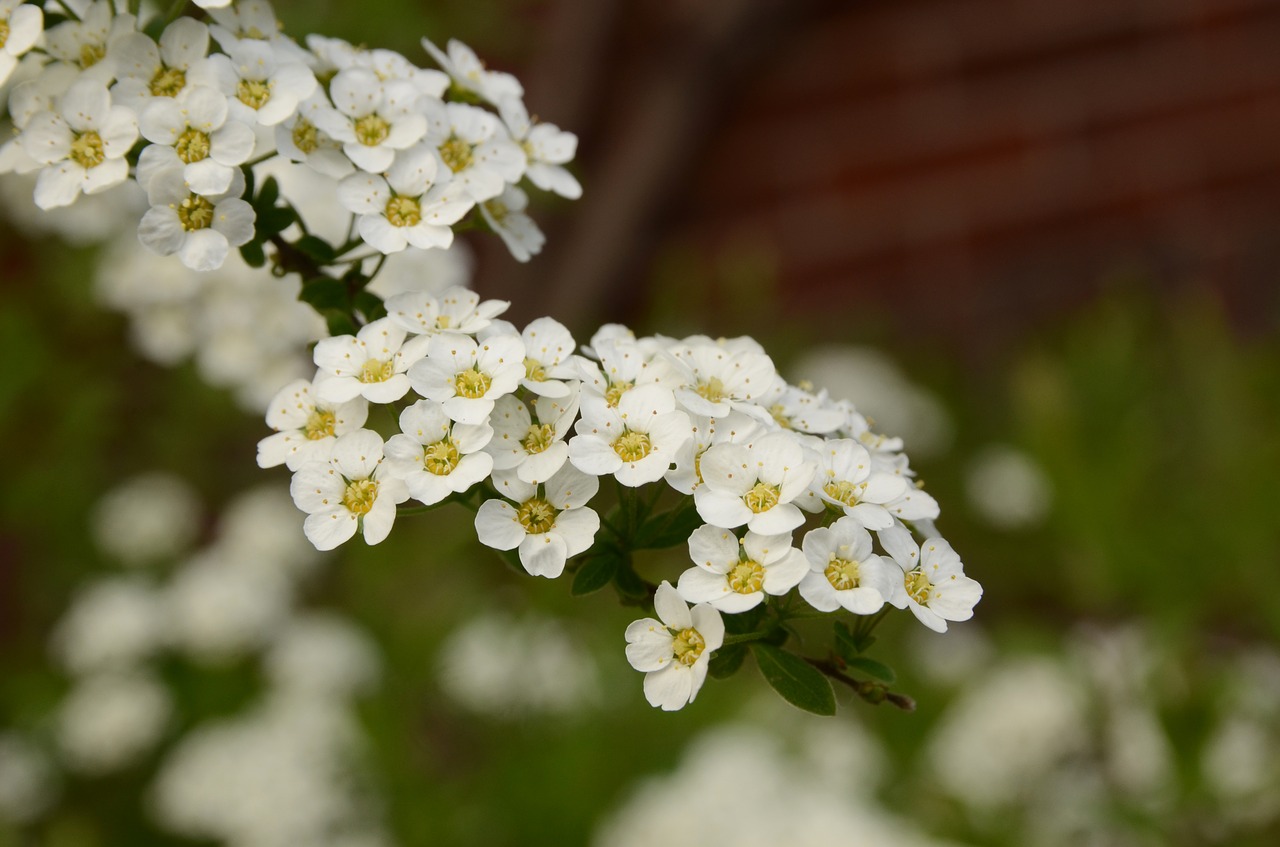 Flora, Krūmas, Gėlė, Žiedas, Pavasaris, Balta, Gamta, Sodas, Augalas, Nemokamos Nuotraukos