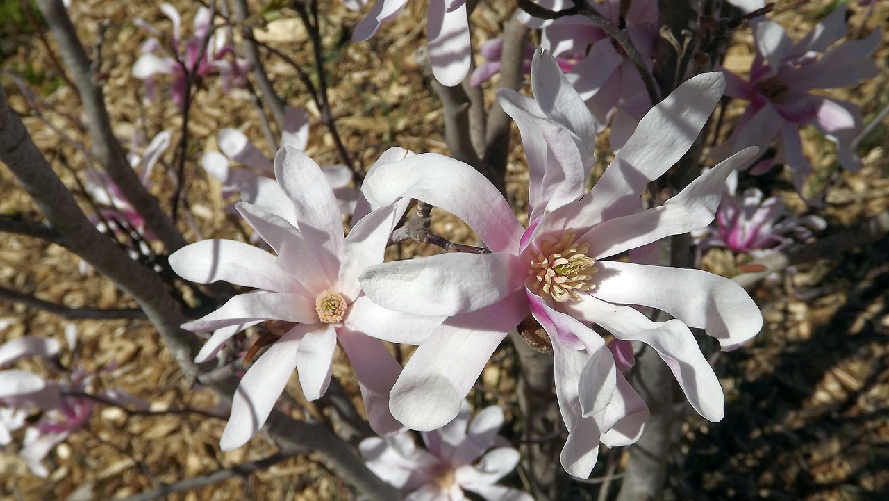 Flora, Augmenija, Gamta, Medis, Magnolija, Rožinis, Gėlės, Filialai, Žydėti Pumpurai, Magnolijos Gėlė