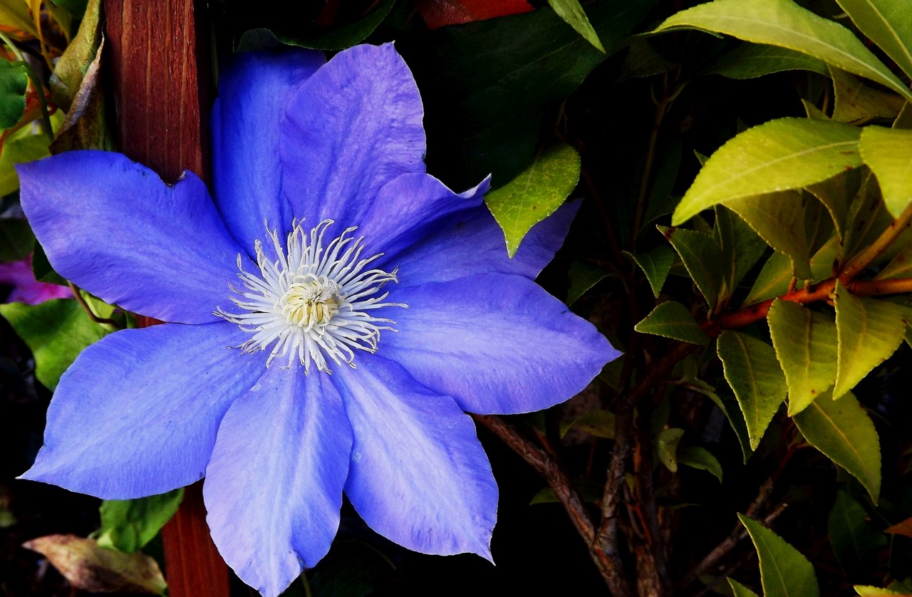 Flora, Gėlės, Augalas, Sodo Augalas, Clematis, Mėlynas, Lapija, Gamta, Pavasaris, Iš Arti