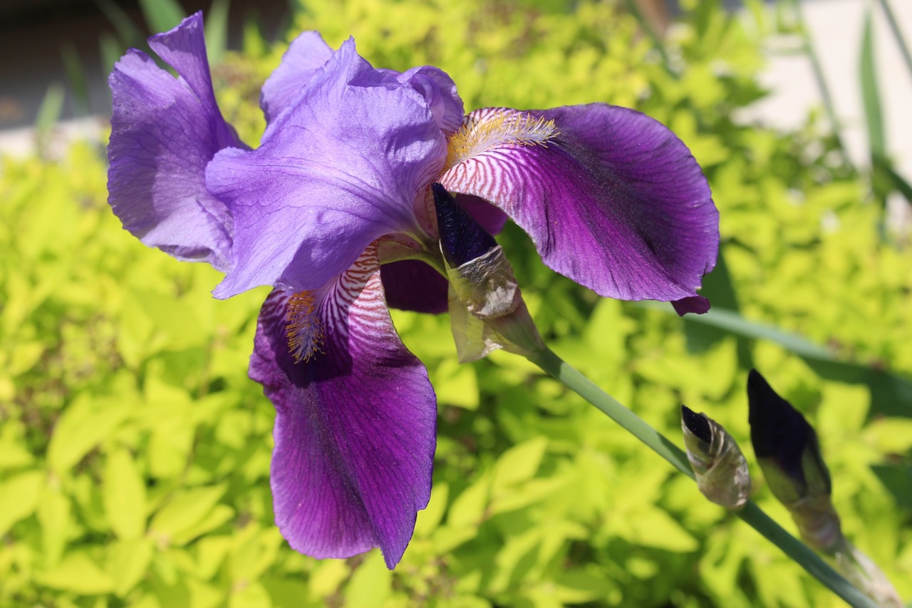 Flora, Augalas, Iris, Violetinė, Žydi, Iš Arti, Sodas, Vasara, Gamta, Nemokamos Nuotraukos