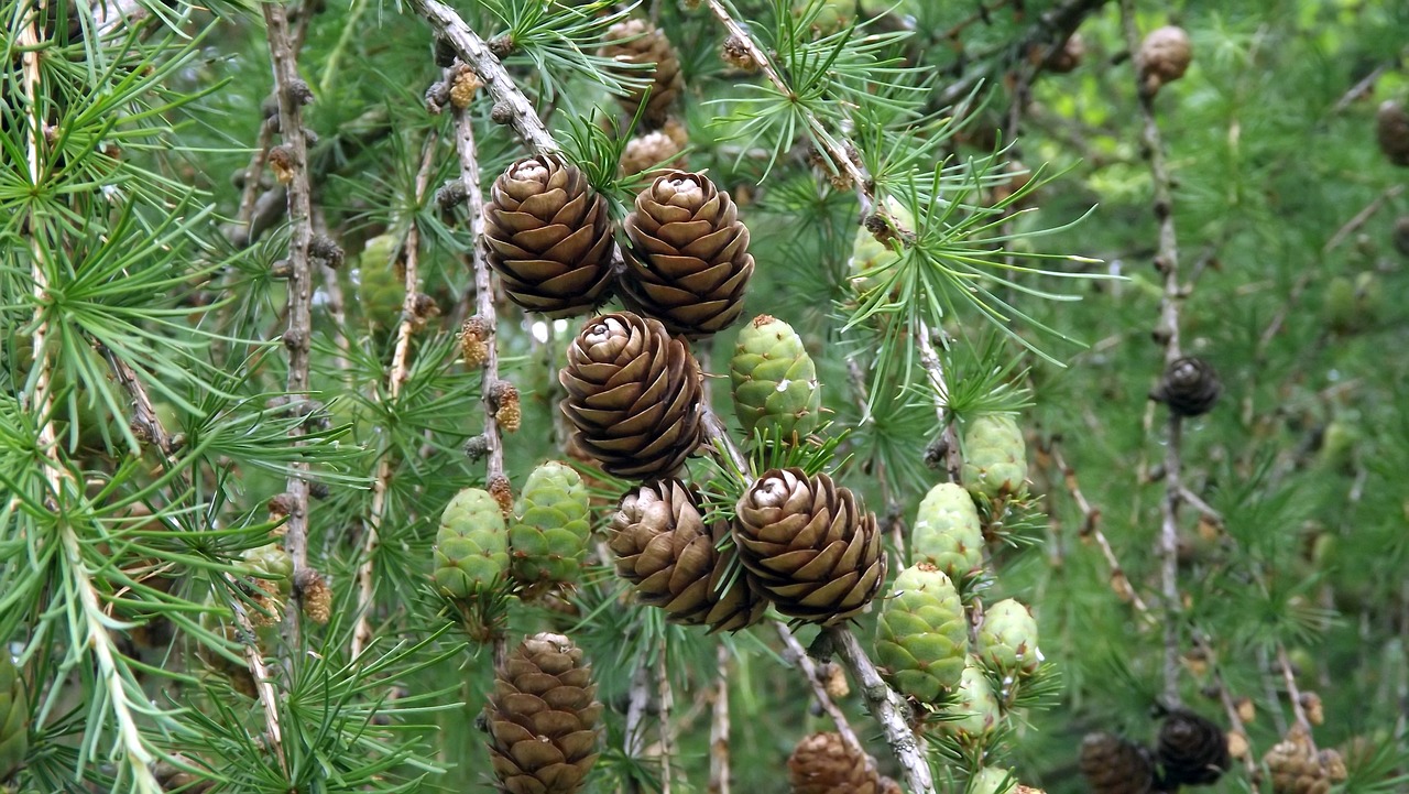 Flora, Adata, Maumedžio Spurgos, Šakelės, Gamta, Iš Arti, Nemokamos Nuotraukos,  Nemokama Licenzija