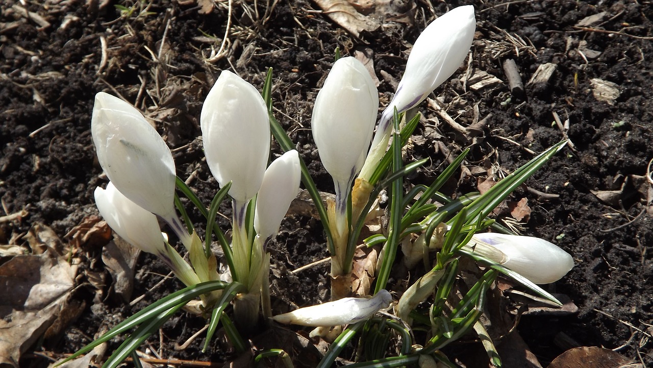 Flora, Augalai, Gėlės, Crocus, Balta, Miškas, Pavasaris, Gamta, Iš Arti, Nemokamos Nuotraukos