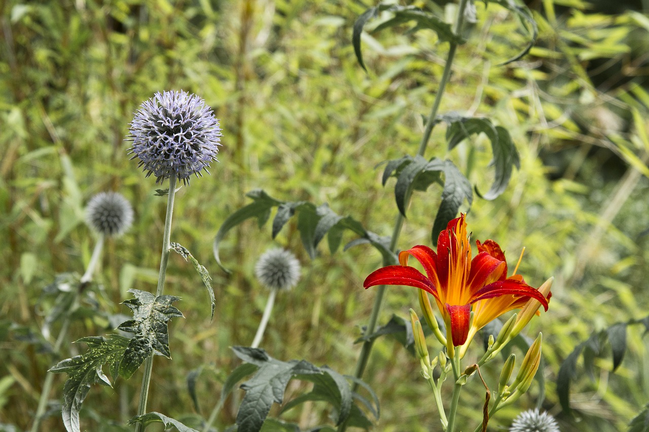 Flora, Gėlė, Žydėti, Sodas, Violetinė, Augalas, Nemokamos Nuotraukos,  Nemokama Licenzija