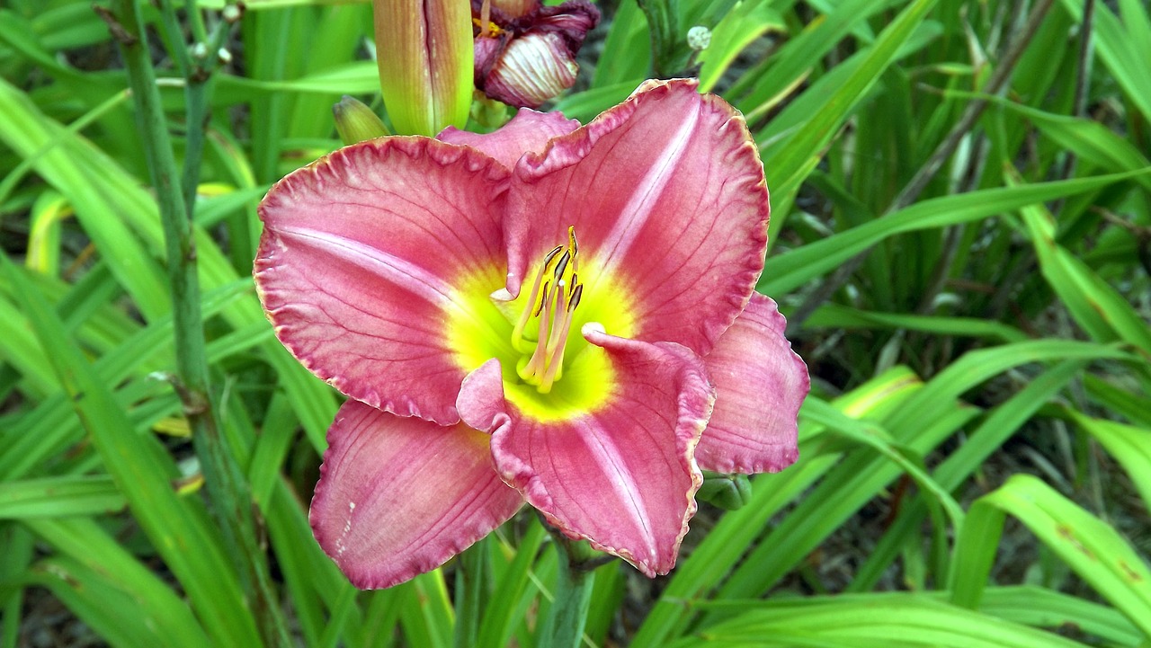 Flora, Gėlės, Daylilies, Žolė, Vasara, Gamta, Iš Arti, Nemokamos Nuotraukos,  Nemokama Licenzija