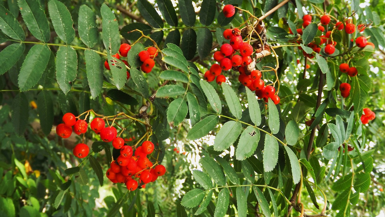 Flora, Medis, Rowan, Raudona, Vaisiai, Lapija, Gamta, Vasara, Nemokamos Nuotraukos,  Nemokama Licenzija